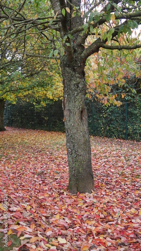 Un arbre autour d'un tapis épais de feuilles mortes, début saison d'automne, dans un parc naturel et de verdure, paysage sympathique et cycle naturel