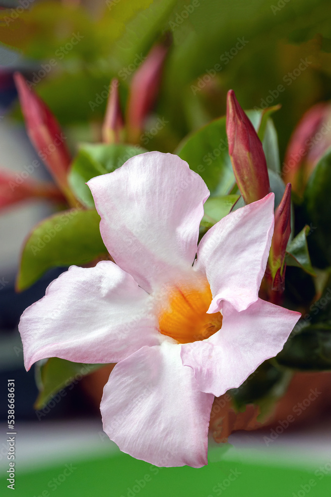 cream pink flower mandevilla rock trumpet close up cream pink flower mandevilla rock trumpet close up