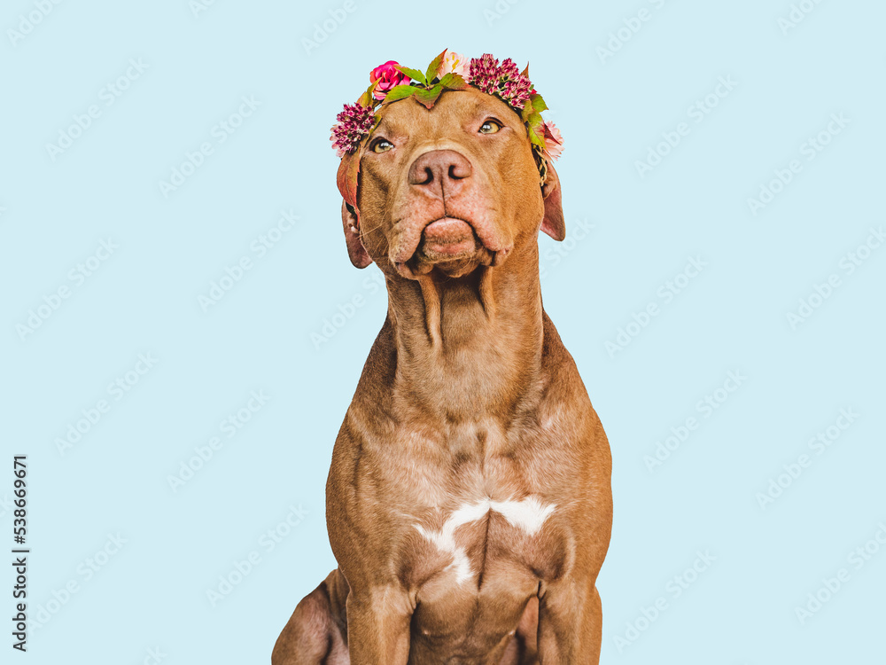 Lovely brown dog and a beautiful wreath of autumn leaves and bright flowers. Close-up, indoors. Studio shot. Congratulations for family, relatives, loved ones, friends and colleagues. Pet care concept