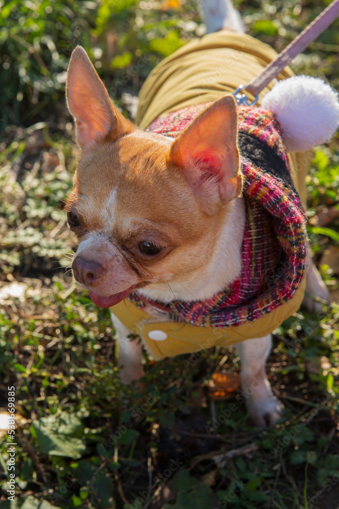 A chihuahua dog in a jacket on a walk in autumn