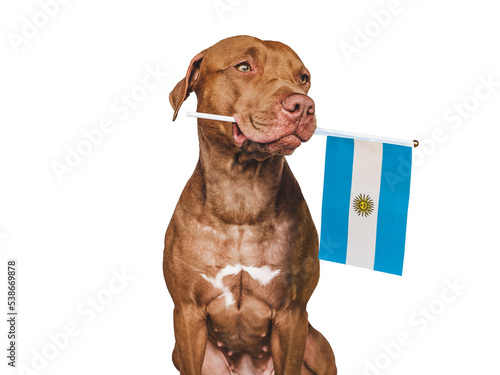 Charming, adorable puppy with the Flag of Argentina. Closeup, indoors. Studio shot. Congratulations for family, loved ones, relatives, friends and colleagues. Pet care concept