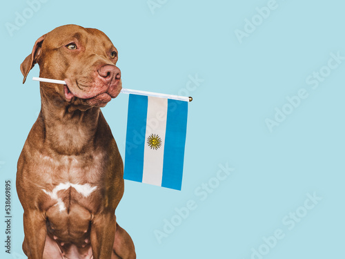 Charming, adorable puppy with the Flag of Argentina. Closeup, indoors. Studio shot. Congratulations for family, loved ones, relatives, friends and colleagues. Pet care concept
