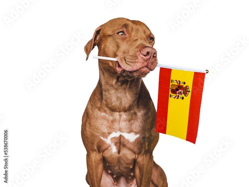 Charming, adorable puppy, holding national flag Spain. Closeup, indoors. Studio photo. Concept of care and obedience training pet
