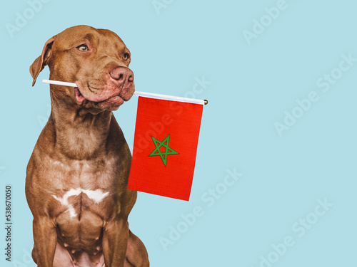 Lovable, pretty dog and Vietnamese Flag. Closeup, indoors. Photo collage. Congratulations for family, loved ones, relatives, friends and colleagues. Pet care concept