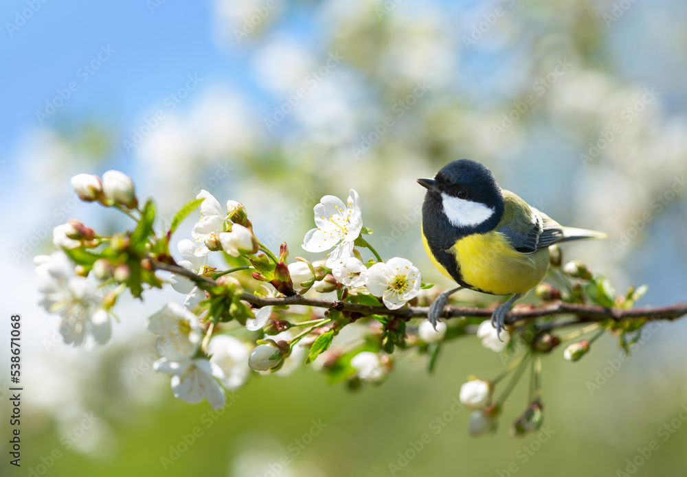 Obraz premium little bird sitting on branch of blossom cherry tree. The Great Tit