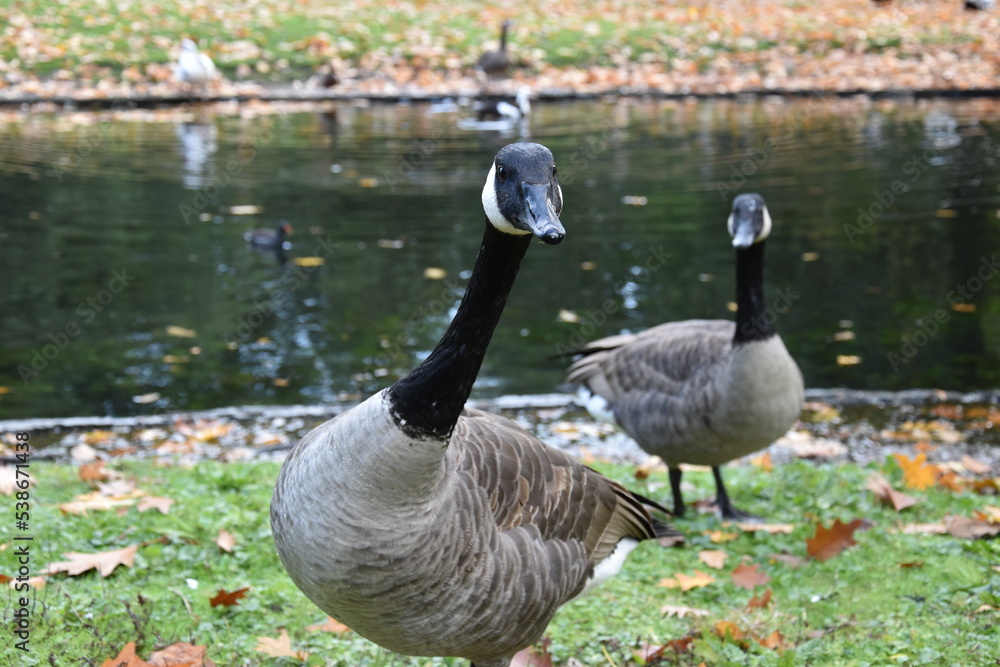 Obraz premium country goose