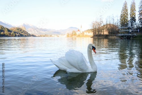 Fototapeta Naklejka Na Ścianę i Meble -  Swan at Lake Bled, Slovenia