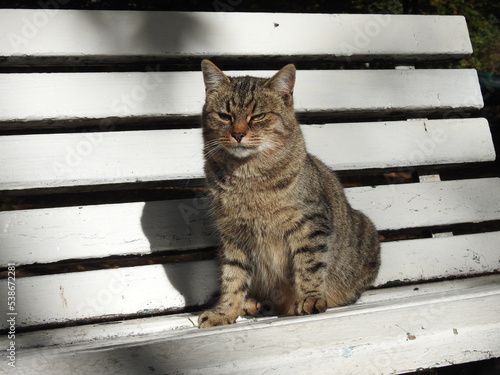 stray cat on the garden seat