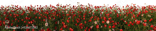 Fototapeta Naklejka Na Ścianę i Meble -  3d rendered of a flower field