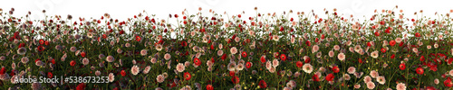 3d rendered of a flower field #538673253