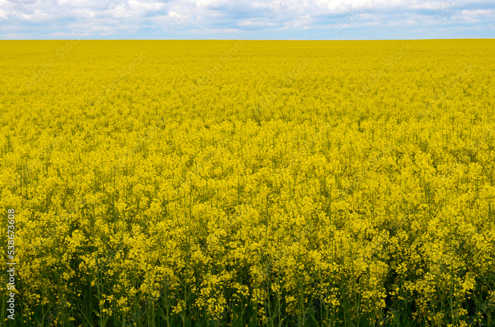 Fototapeta premium Yellow field of rapeseed