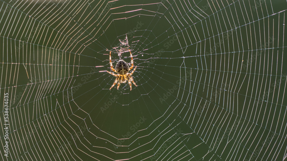 garden spider in the midst of her artistically spun web garden spider in the midst of her artistically spun web
