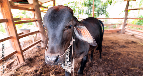 Close up view. The young cow dark brown body was enclosed in the stable. Because sun is very hot during the day. In rural of Thailand.