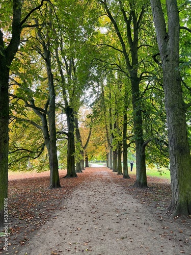 plants on the background of autumn nature