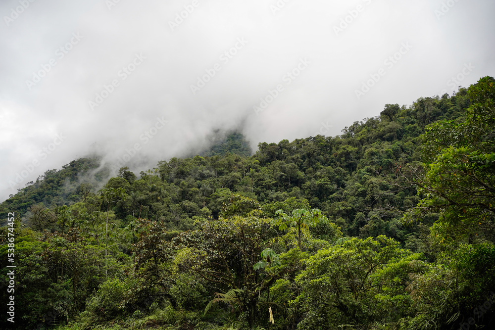 Cloud forest in Manu national park, Peru. Cloud forest in Manu national park, Peru.