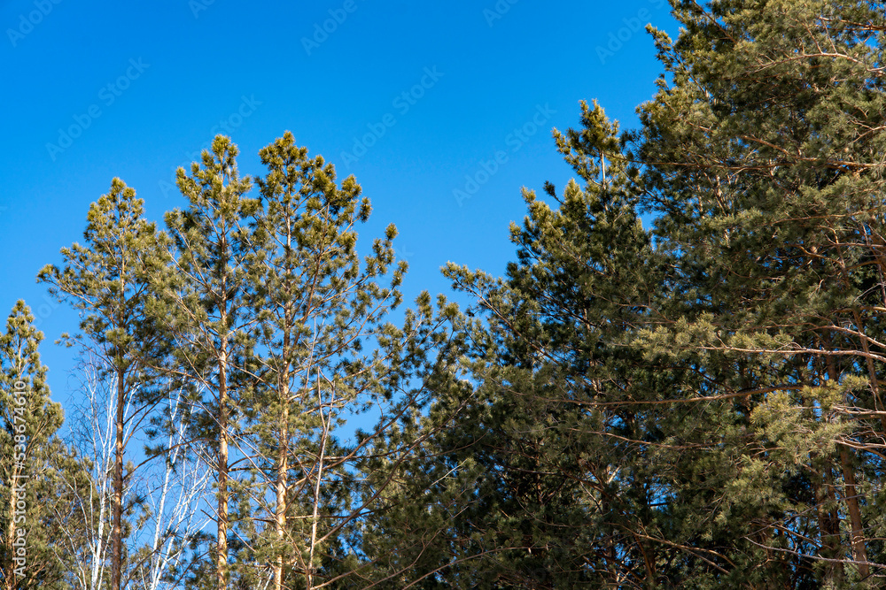 Tops of pine trees against the blue sky. Tops of pine trees against the blue sky.