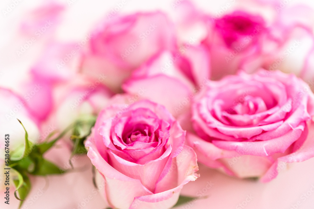 Pink roses Pink roses