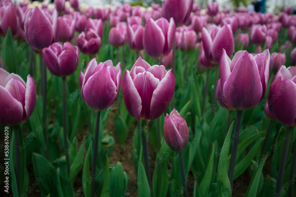 Pink tulips in a park. Spring flowers background photo Pink tulips in a park. Spring flowers background photo