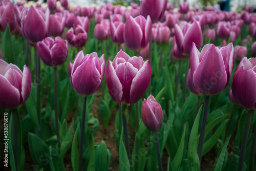 Pink tulips in a park. Spring flowers background photo