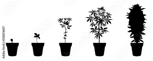 Black silhouette of cannabis growth stages. Infographic of growing marijuana from seed.