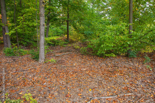 Autumn forest and mulch with undergrowth on a sunny day. Forest. © W Korczewski