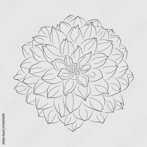 Dahlia hand drawing Flowers with White Background