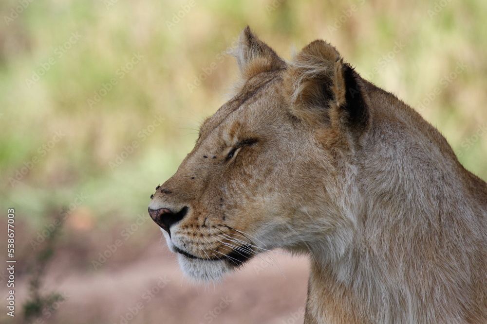 Portrait of an alerted lioness looking for prey Portrait of an alerted lioness looking for prey