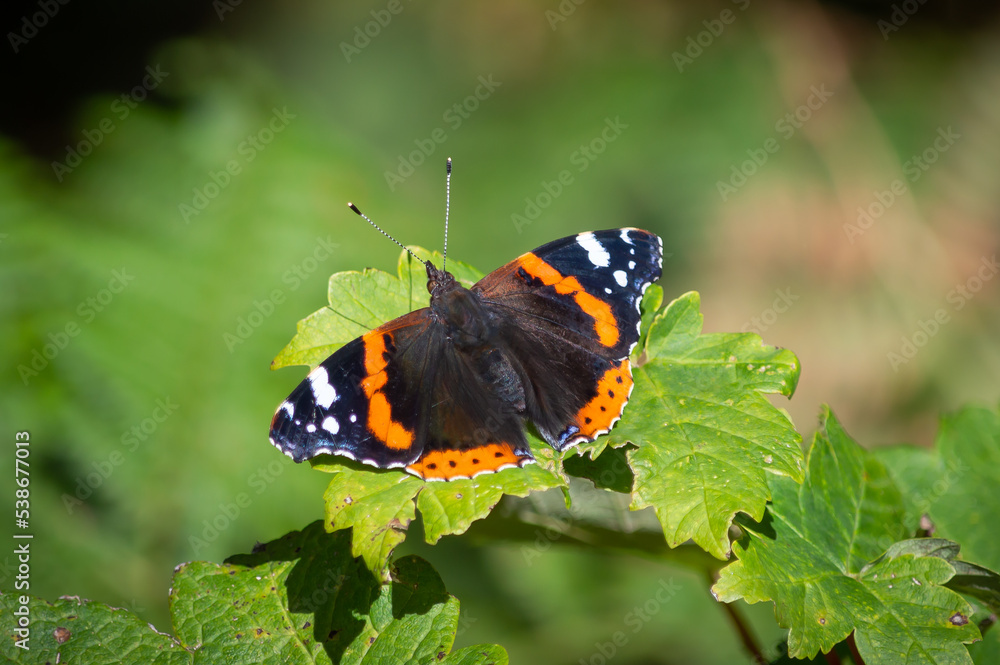 Red Admiral butterfly resting on green leaves Red Admiral butterfly resting on green leaves