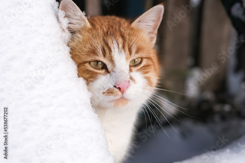 Cute ginger cat peeking out of a snowdrift. Portrait of a ginger cat walking outside in winter.
