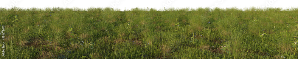 grass with flowers isolated white background 3d rendered