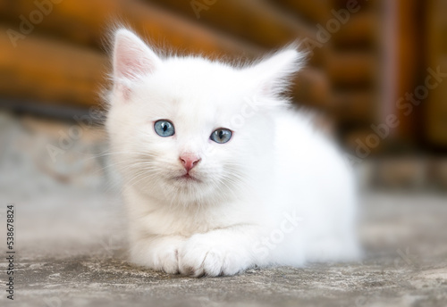 white cute little kitten lies down and stares seriously at the camera