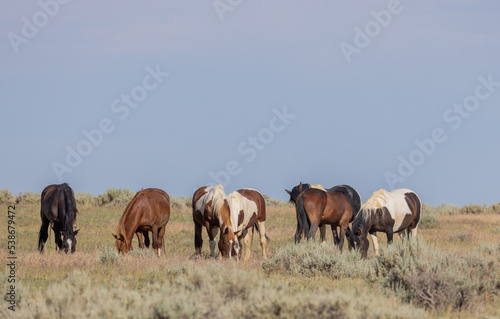 Fototapeta Naklejka Na Ścianę i Meble -  Beautiful Wild Horses in Summer in the Wyoming Desert