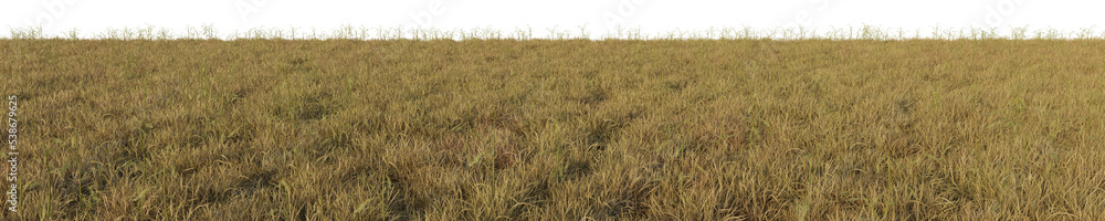 Fototapeta premium green wheat field, 3d rendered