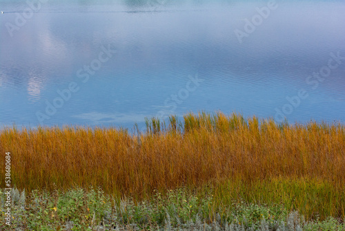 Grasses on the shore of a lake