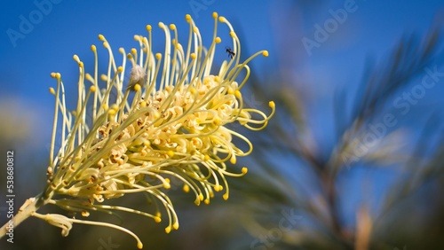 Yellow banksia flower on a blurred background photo