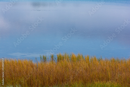 Grasses on the shore of a lake