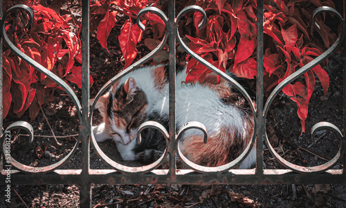 Iron love, cat in the reverse wrought iron heart!