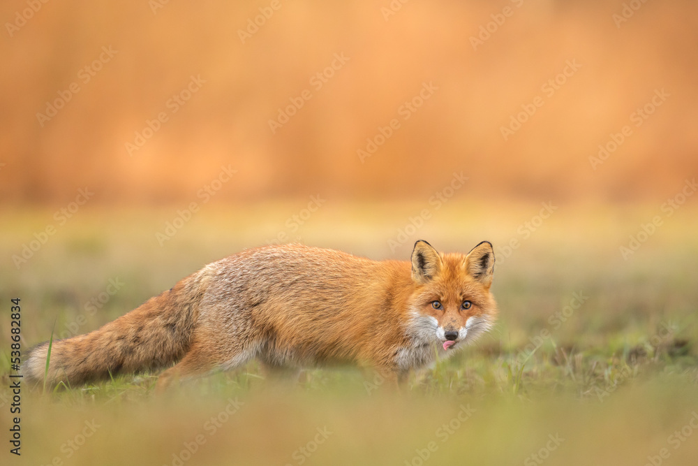 Obraz premium Fox Vulpes vulpes in autumn scenery, Poland Europe, animal walking among autumn meadow in orange background 