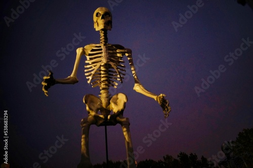 Large skeleton © Dan