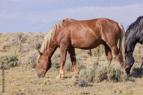 Beautiful Wild Horses in Summer in the Wyoming Desert © natureguy