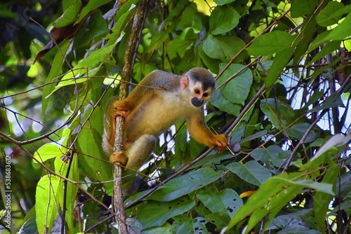 Spider Monkey, Ateles Geoffroi, mother and baby endangered, in tropical jungle trees of Costa Rica. America. photo