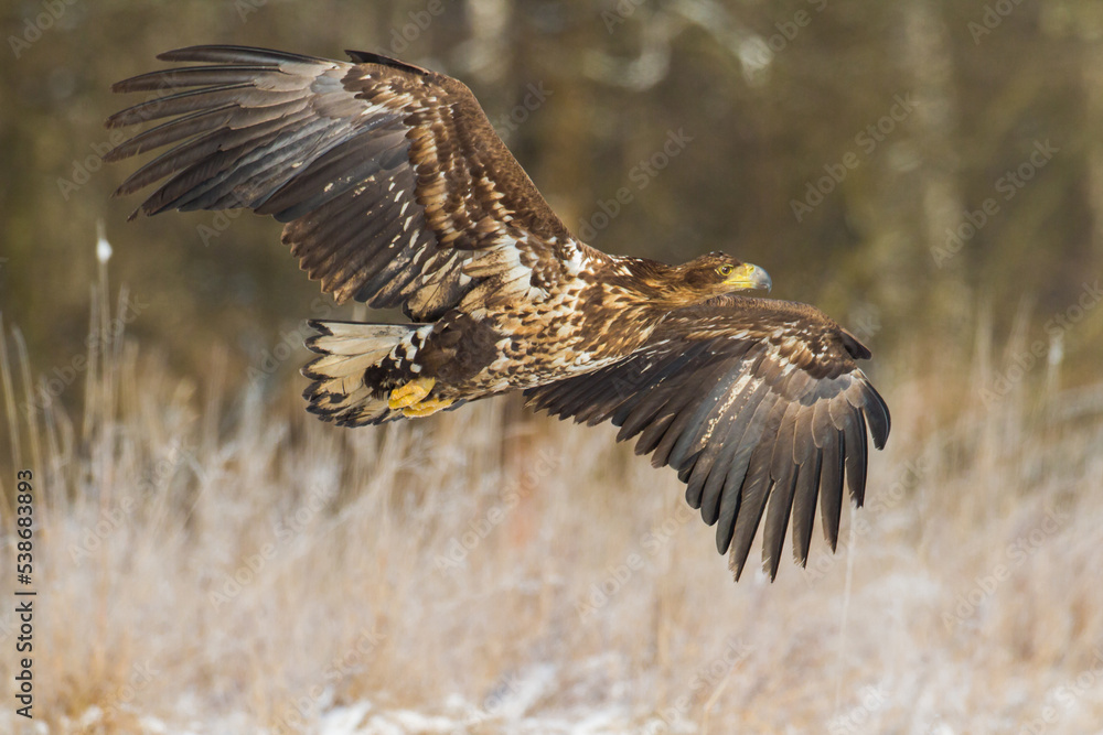 Fototapeta premium Majestic predator White-tailed eagle, Haliaeetus albicilla in Poland wild nature