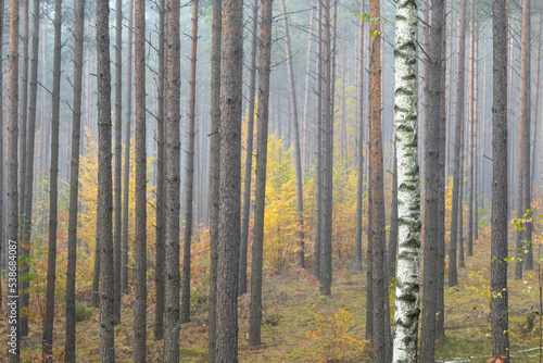 Misty autumn forest. Early autumn in misty forest. Morning fog in autumn forest Poland Europe