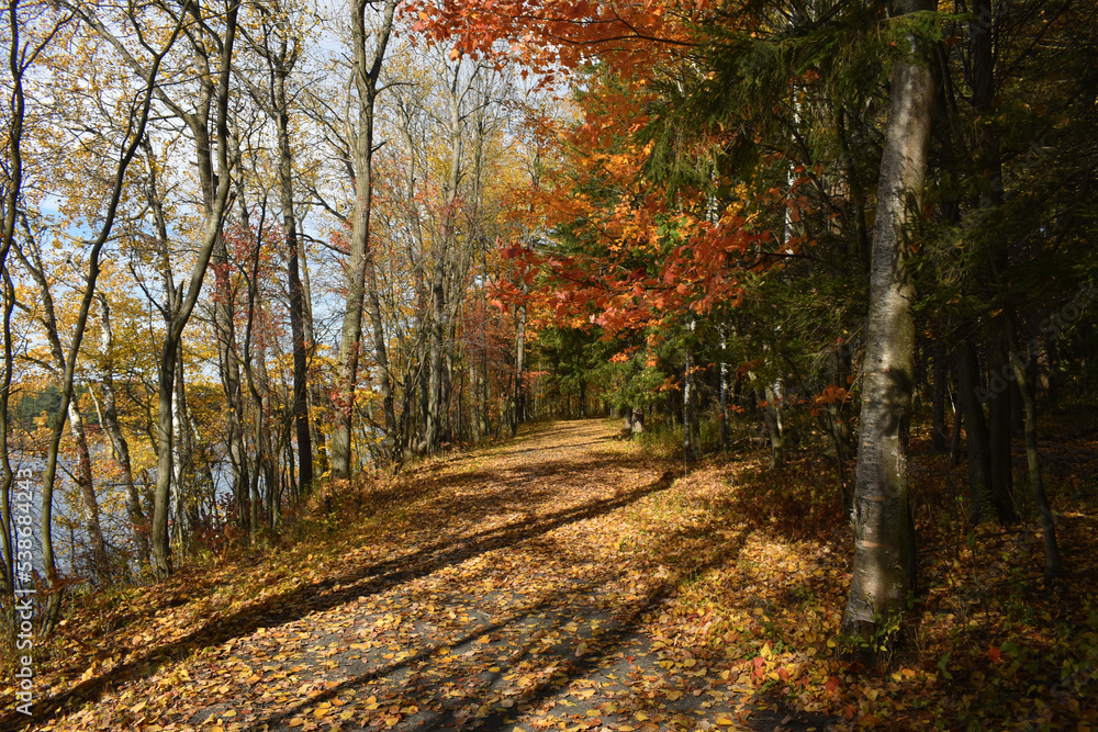 Fototapeta premium Forêt Drummond 16 Octobre 2022