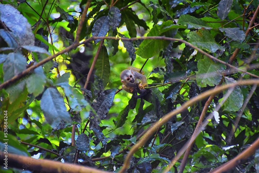 Spider Monkey, Ateles Geoffroi, mother and baby endangered, in tropical jungle trees of Costa Rica. America. Spider Monkey, Ateles Geoffroi, mother and baby endangered, in tropical jungle trees of Costa Rica. America.