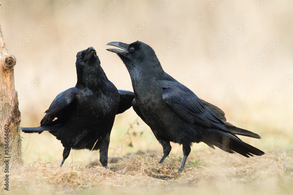 beautiful raven Corvus corax walking in autumn meadow North Poland Europe beautiful raven Corvus corax walking in autumn meadow North Poland Europe