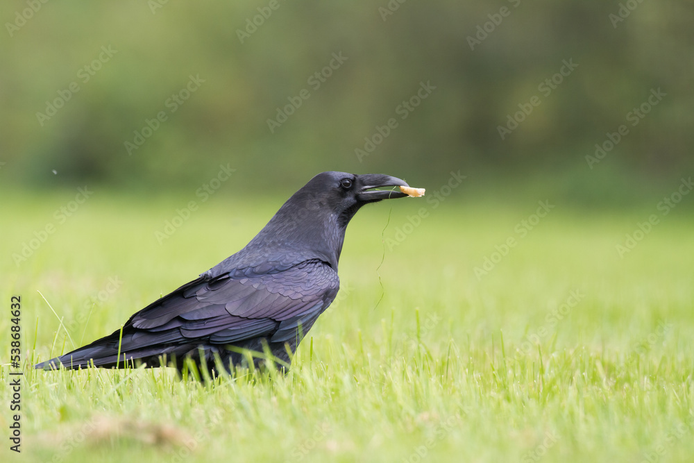 beautiful raven Corvus corax walking among green meadow North Poland Europe beautiful raven Corvus corax walking among green meadow North Poland Europe