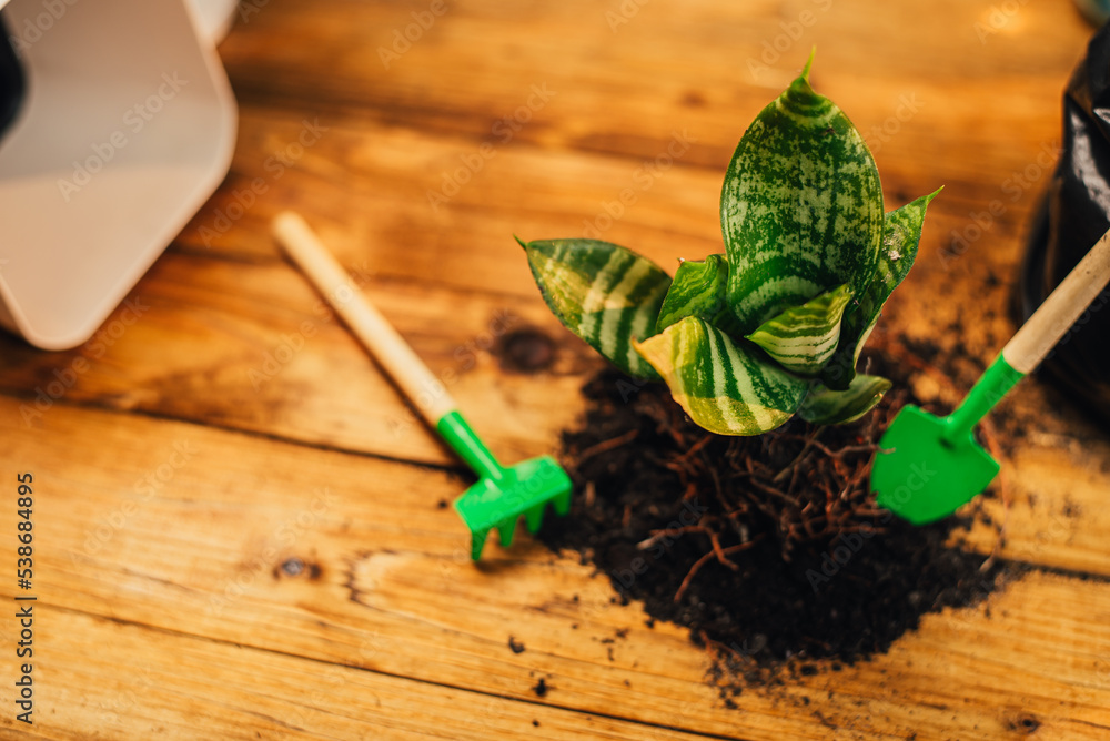 Repotting plants at home. plant on floor with roots, ground and gardening tools. Potting or transplanting plants. Houseplant. Repotting plants at home. plant on floor with roots, ground and gardening tools. Potting or transplanting plants. Houseplant.