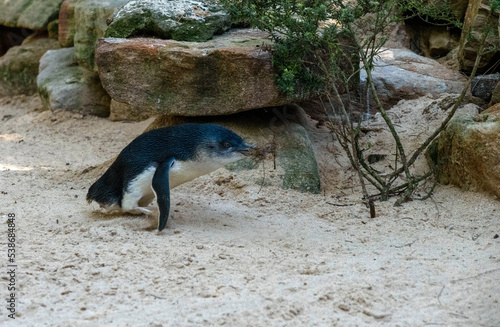 Little Blue Penguin (Eudyptula minor) photo