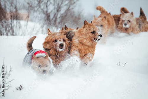 dogs walking outdoor in snow in winter time